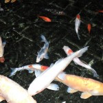 visite aquarium 18 juin 2011-15
