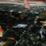 visite aquarium 18 juin 2011-16